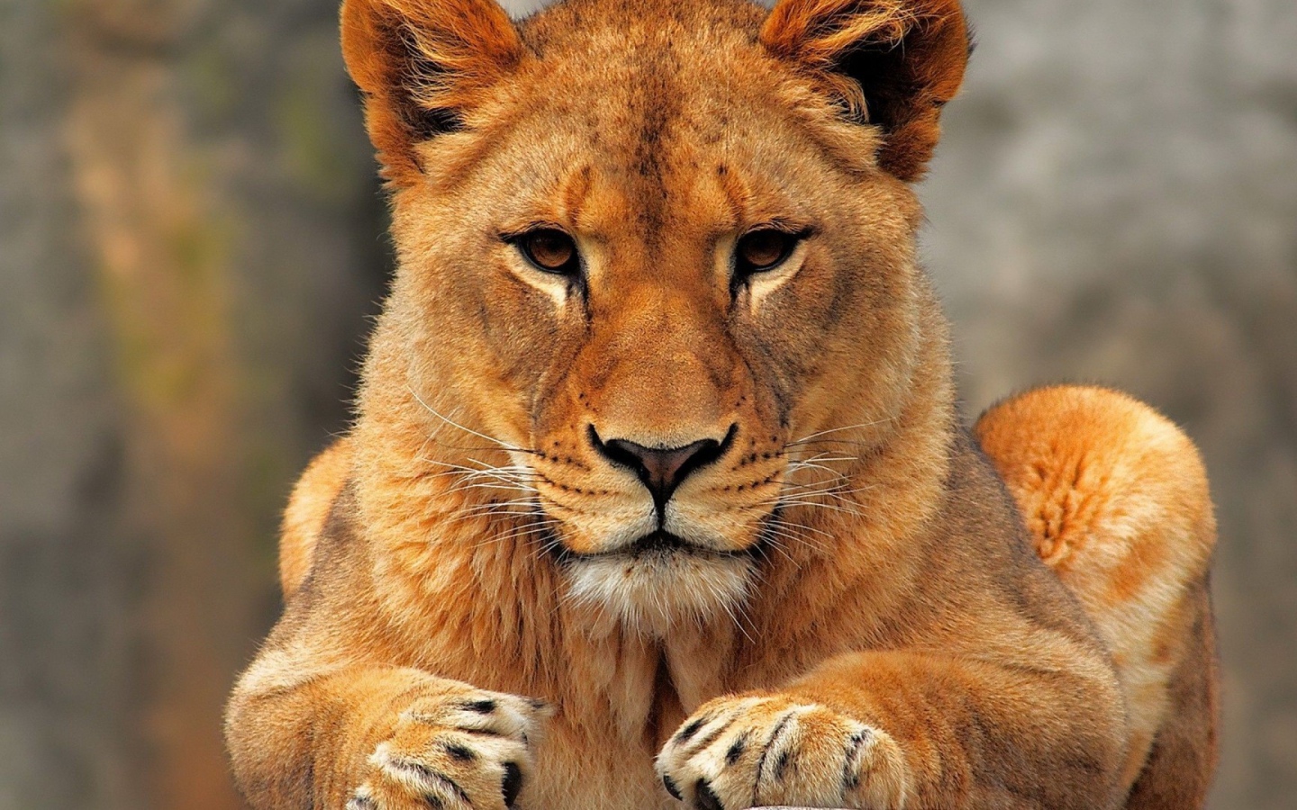 Молодой лев смотрит в камеру