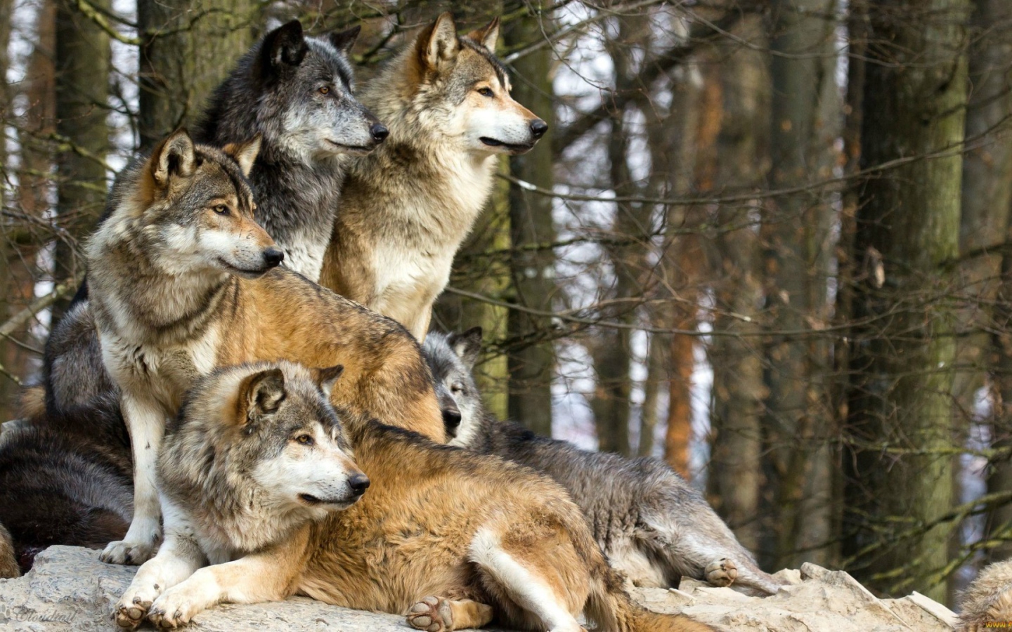Стая волков в лесу