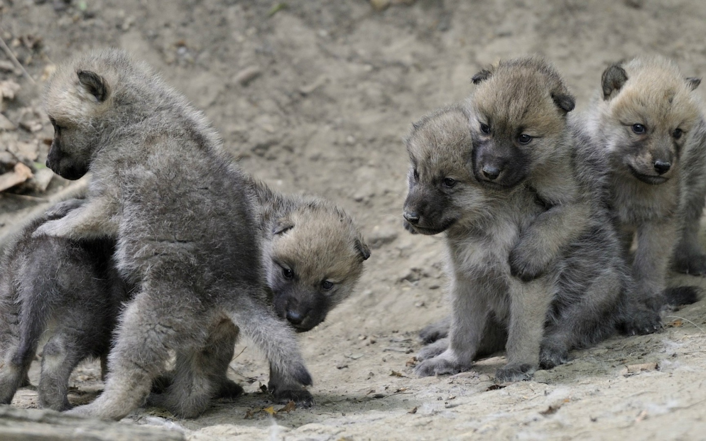 Выводок детей волчат