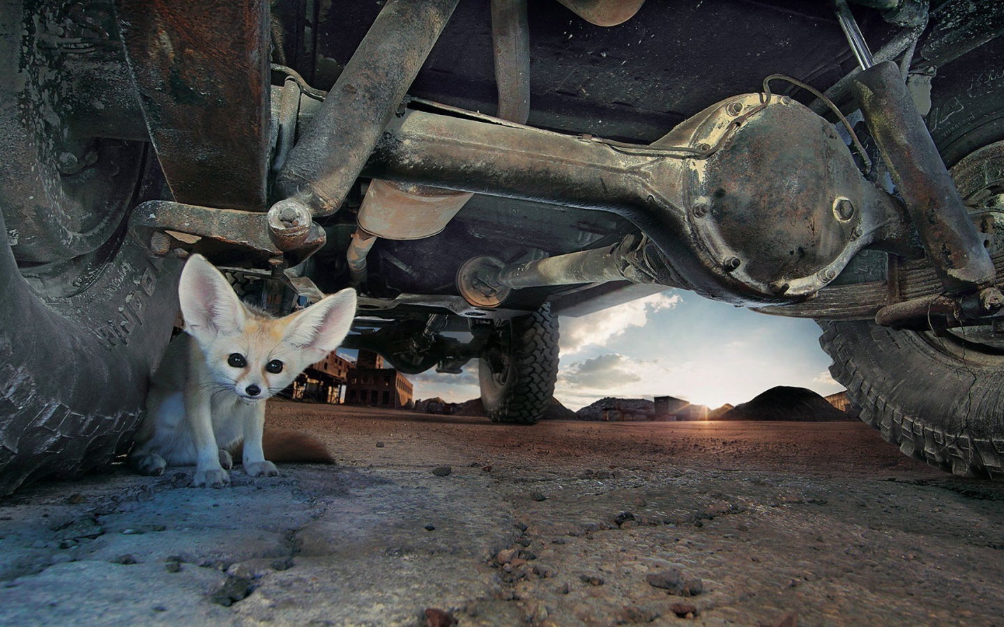 Фенек под автомобилем