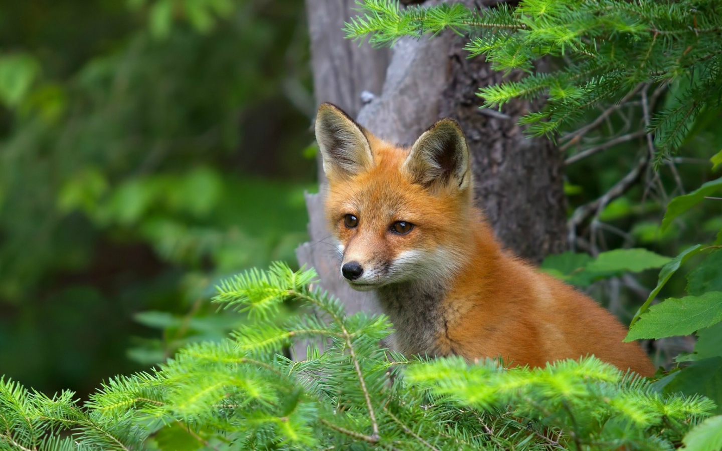 Лиса в хвойных зарослях