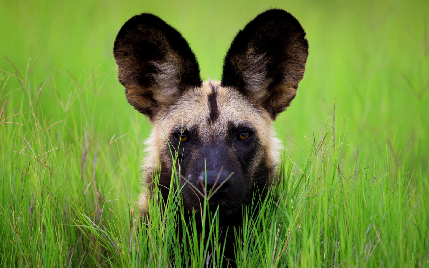 Гиена с большими ушами