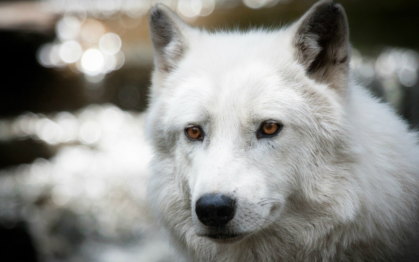 Белый полярный волк