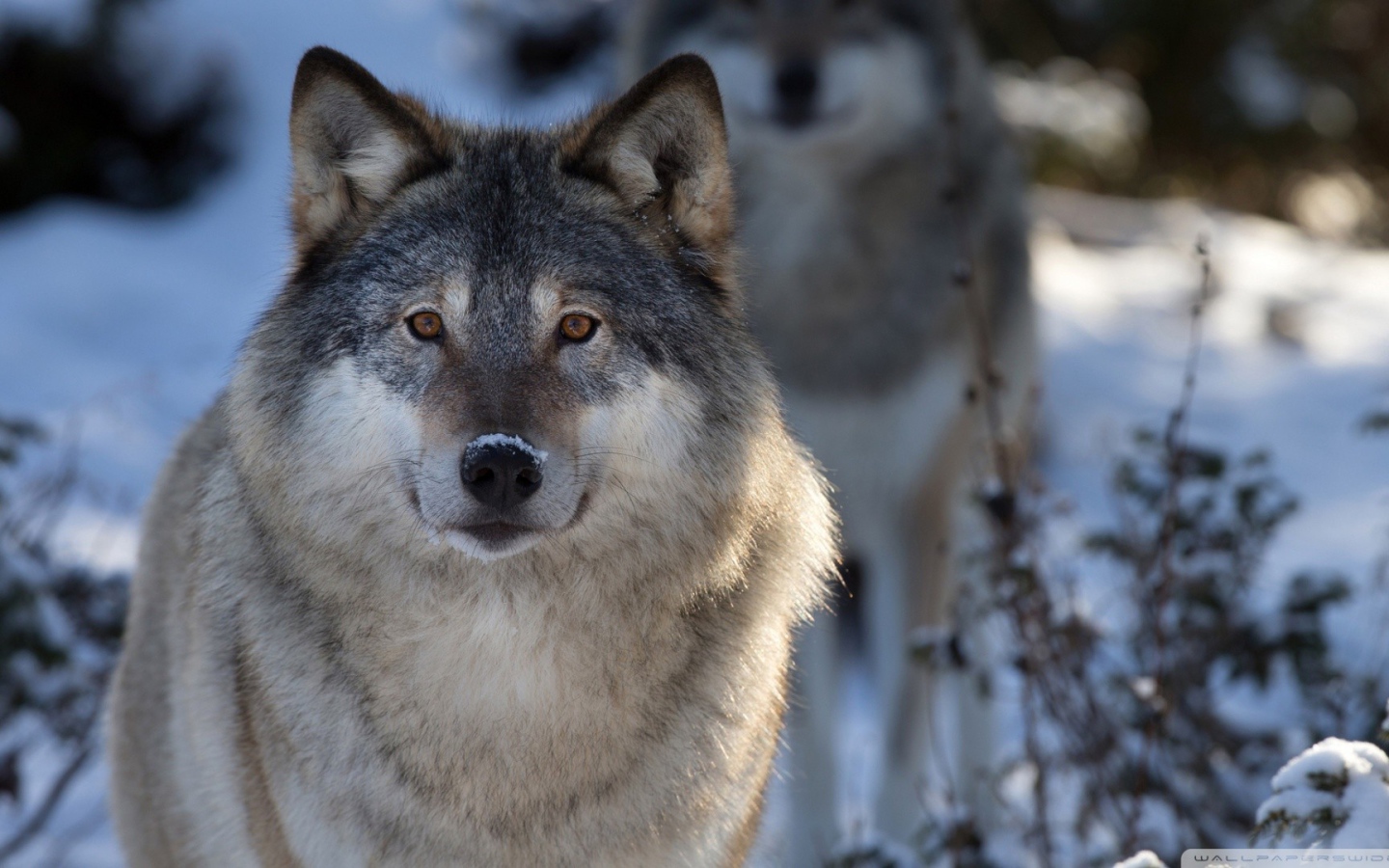 Волк в зимнем лесу
