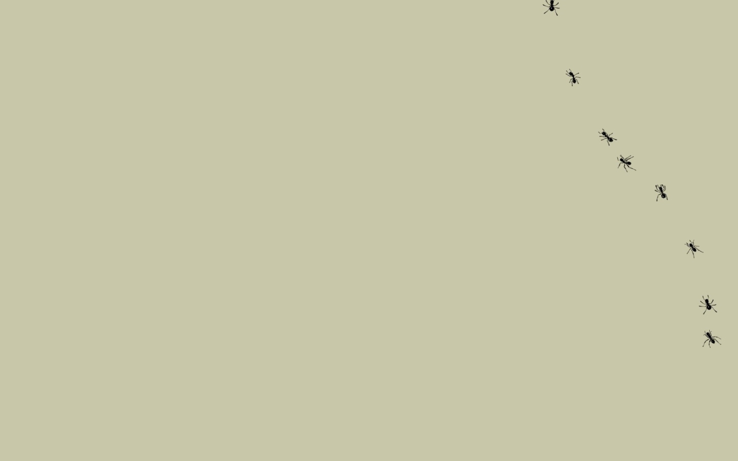 Муравьи на мониторе, серый фон