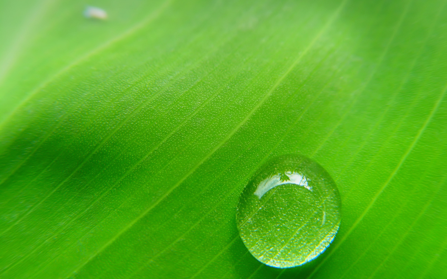 Фон зеленый лист с каплей