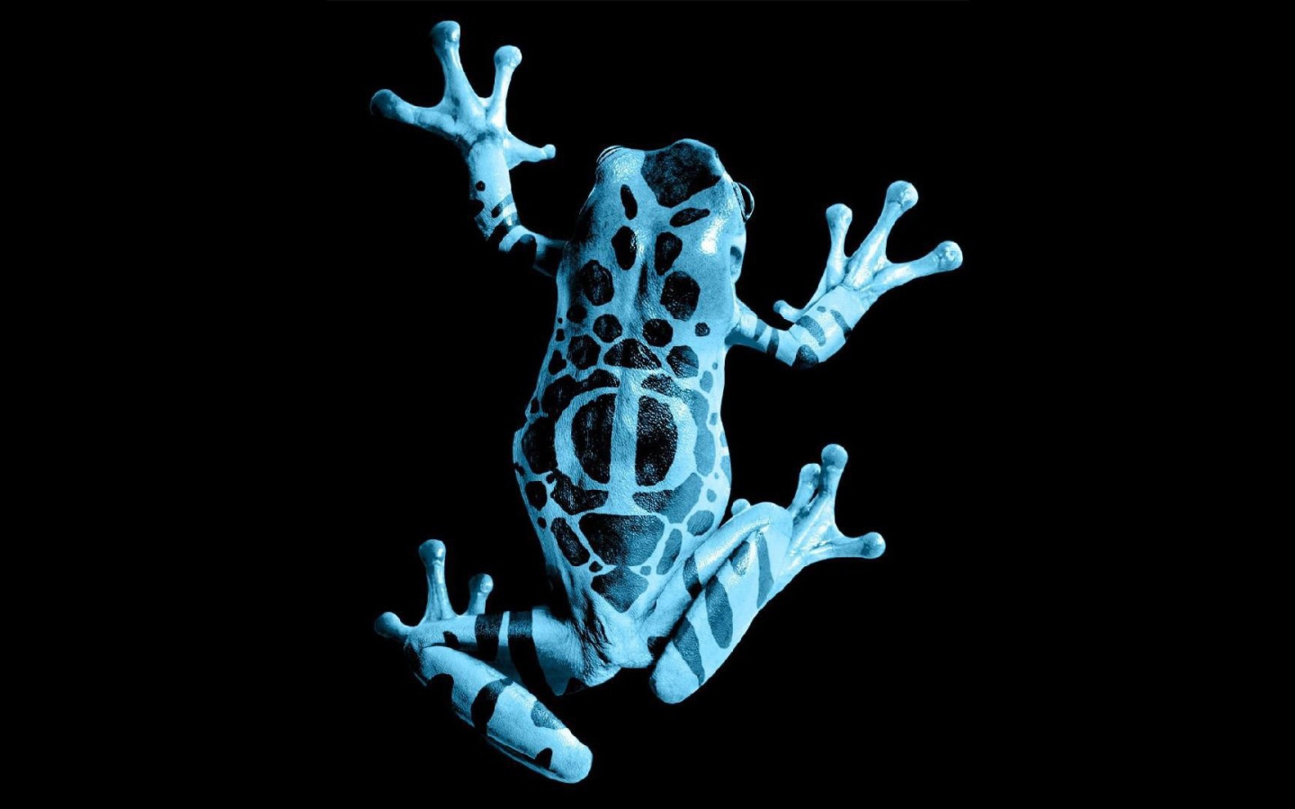 Голубая лягушка на черном фоне