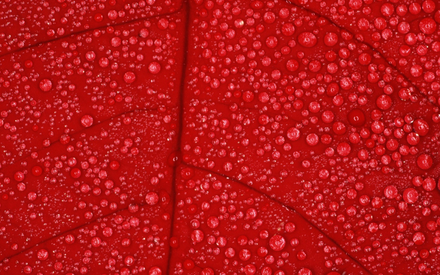 Влага на красном листе, фон