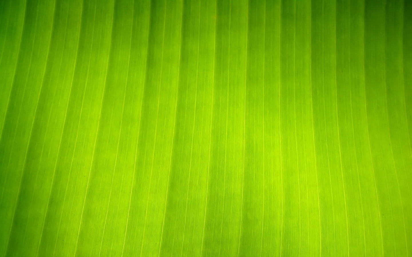 Текстура листка