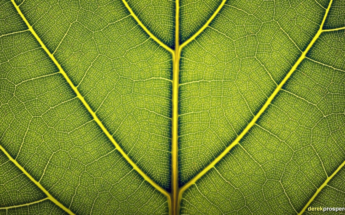 Жилки зеленого листа, фон