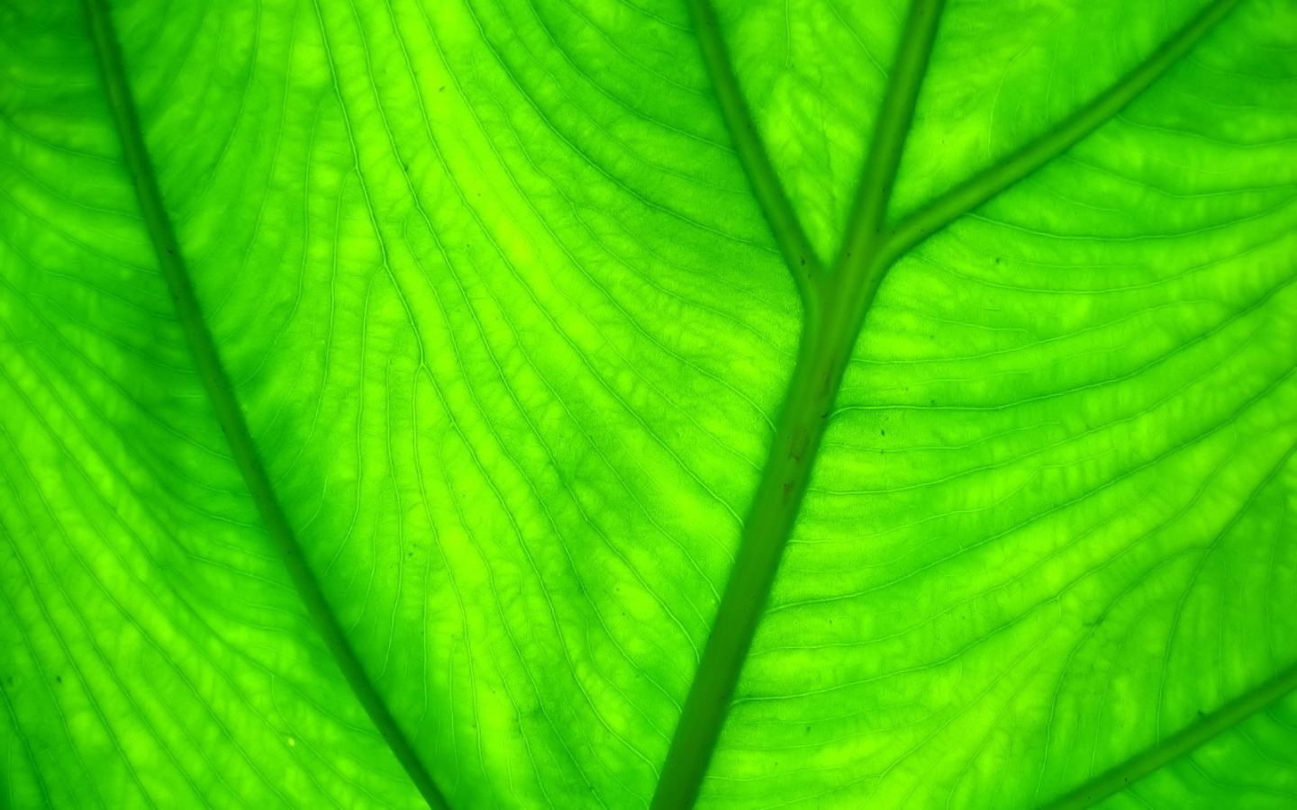 Прожилки листа растения