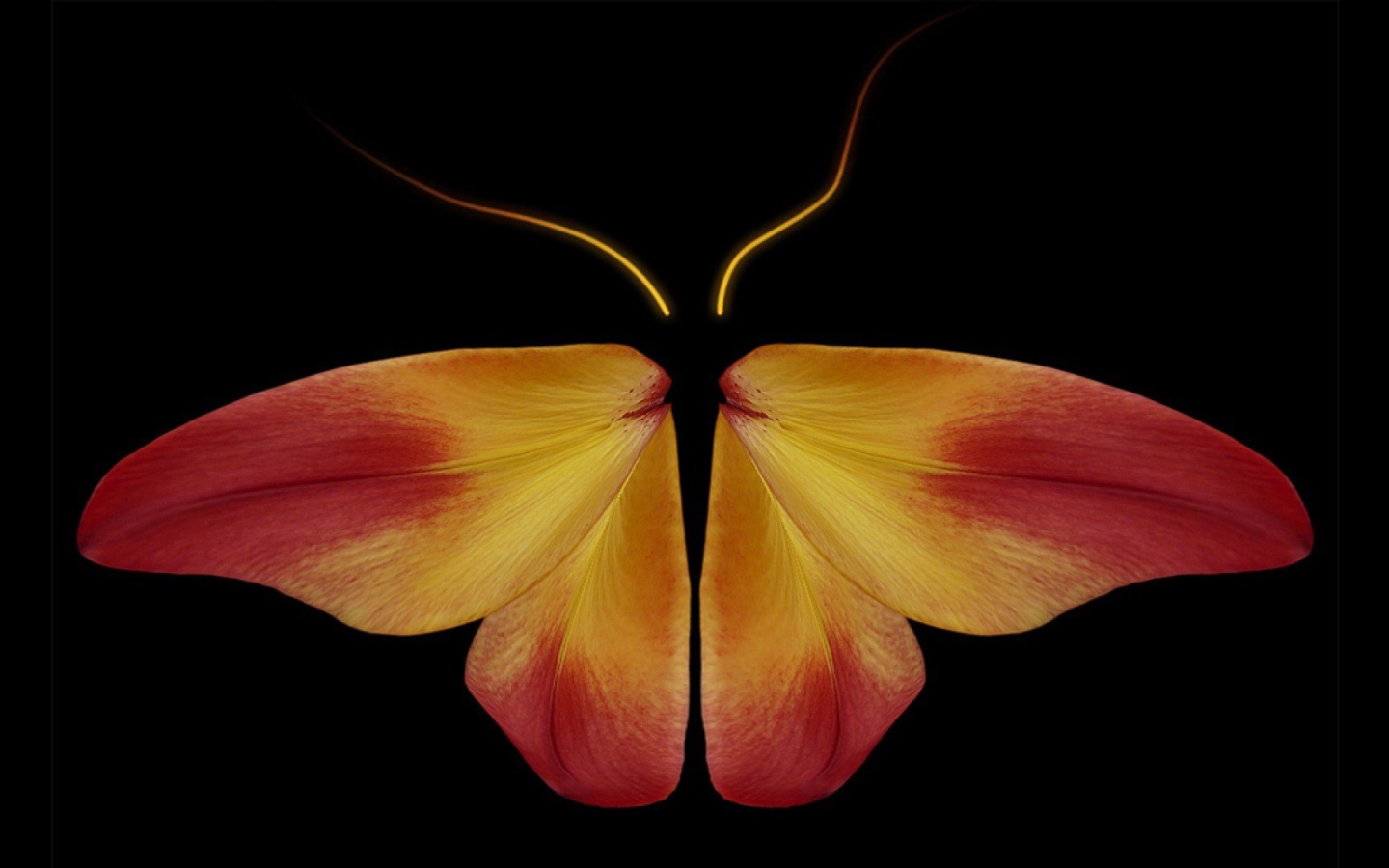 Бабочка из цветочных лепестков