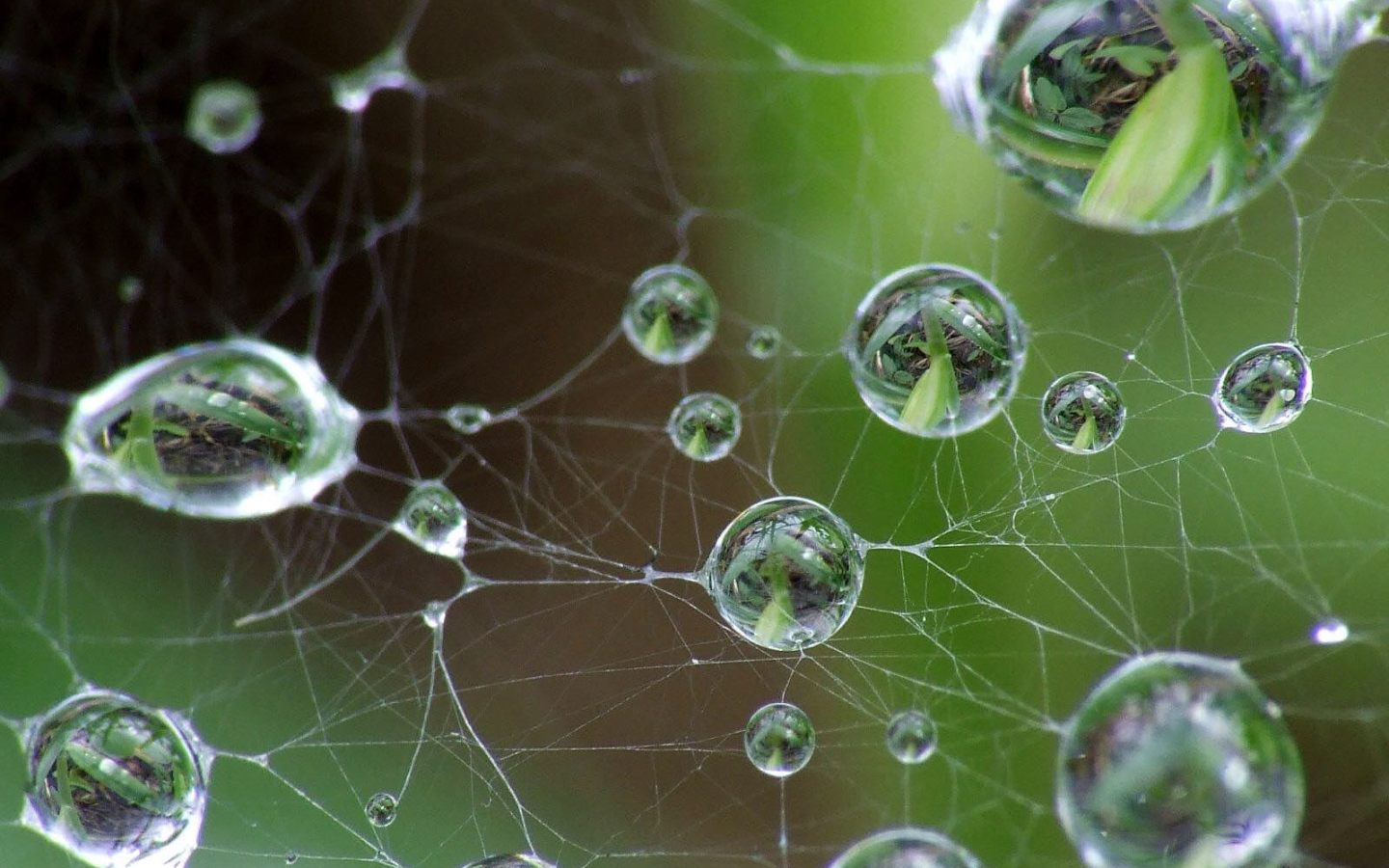 Капли на паутине