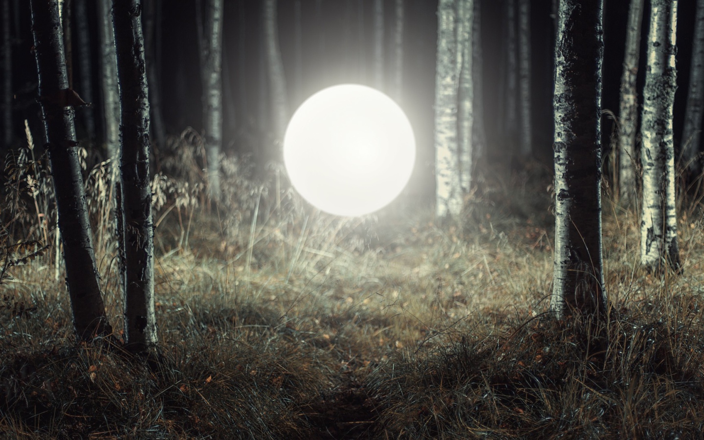 Светящийся шар посреди леса
