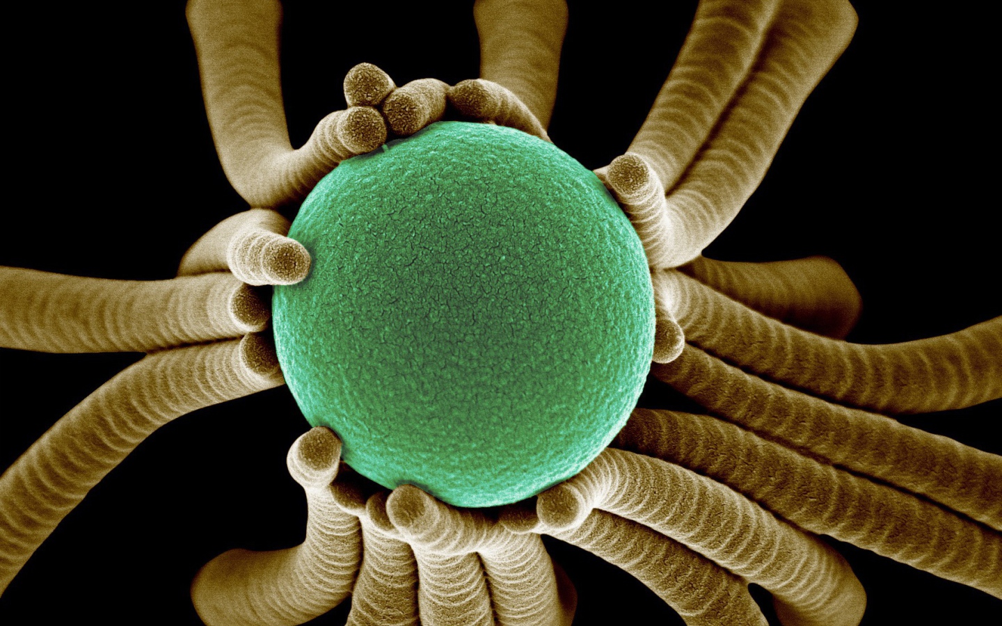 Жизнь маленьких бактерий