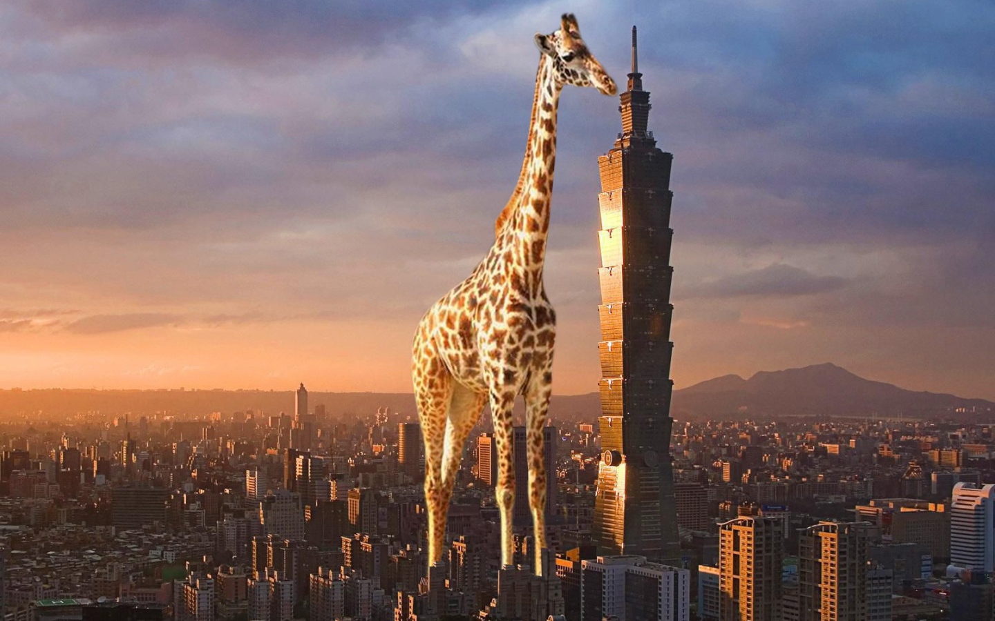 Жираф выше небоскреба