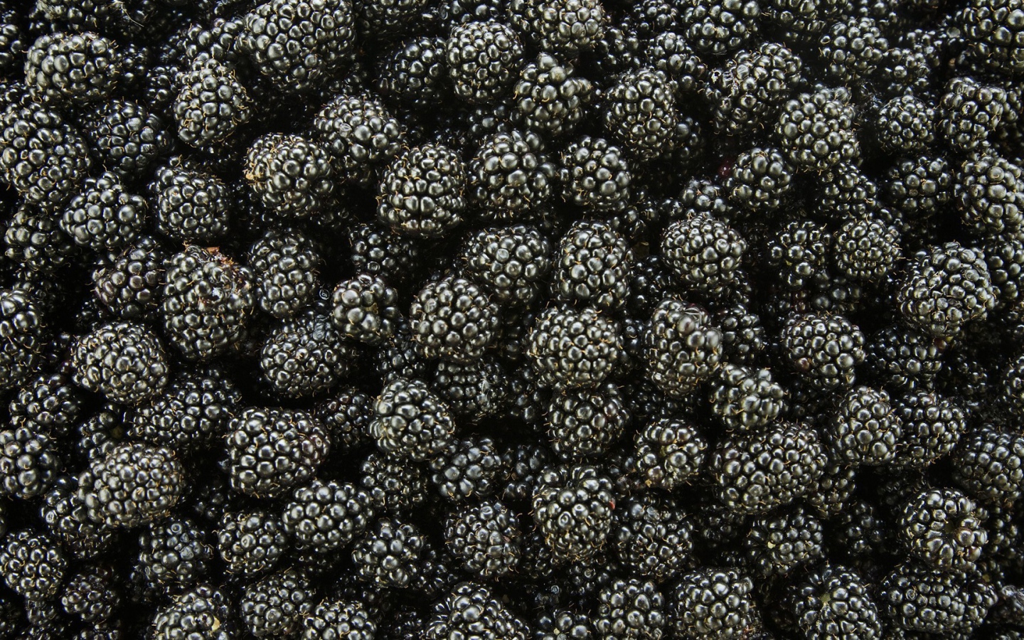 Спелые ягоды ежевики