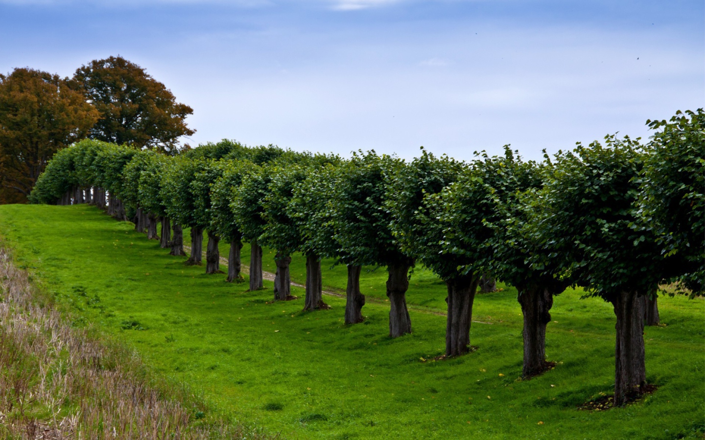 Ряд подстриженных деревьев вдоль тропинки