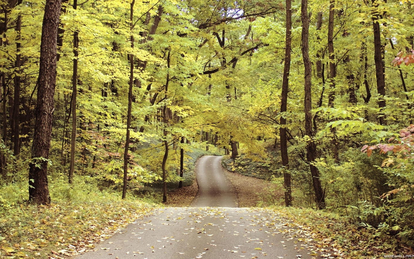 Велосипедная дорожка в осеннем парке
