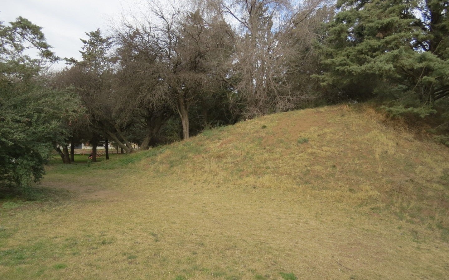 Холм с деревьями в парке