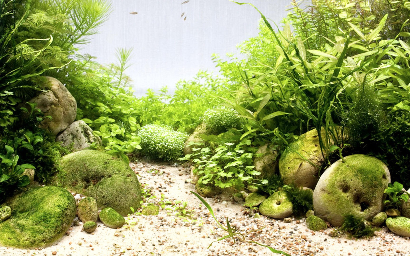 Гладкие камни среди водорослей