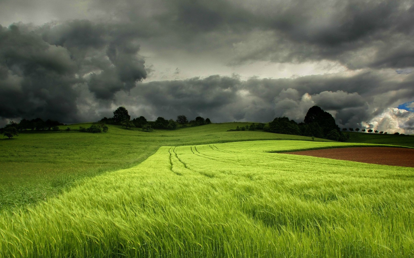 Грозовые тучи над полем зеленой пшеницы