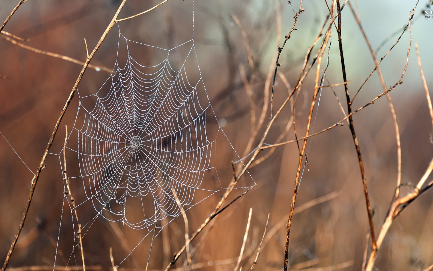 Нити паутины среди сухих веток