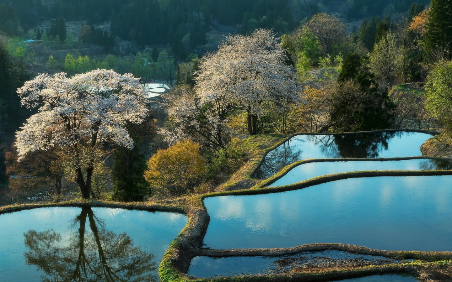 Террасы покрытые водой и цветущие деревья