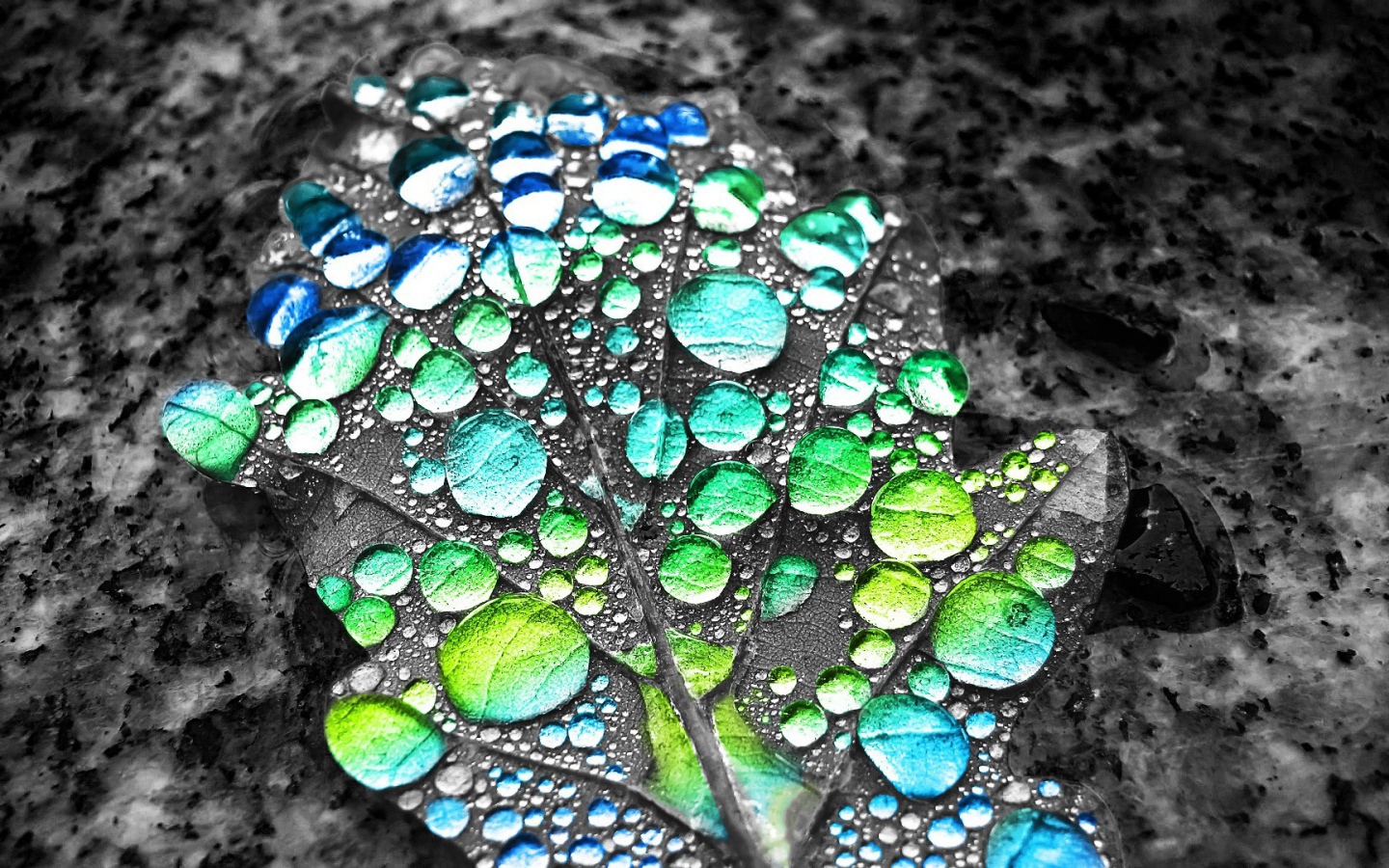 Капли воды показывают цвет листа