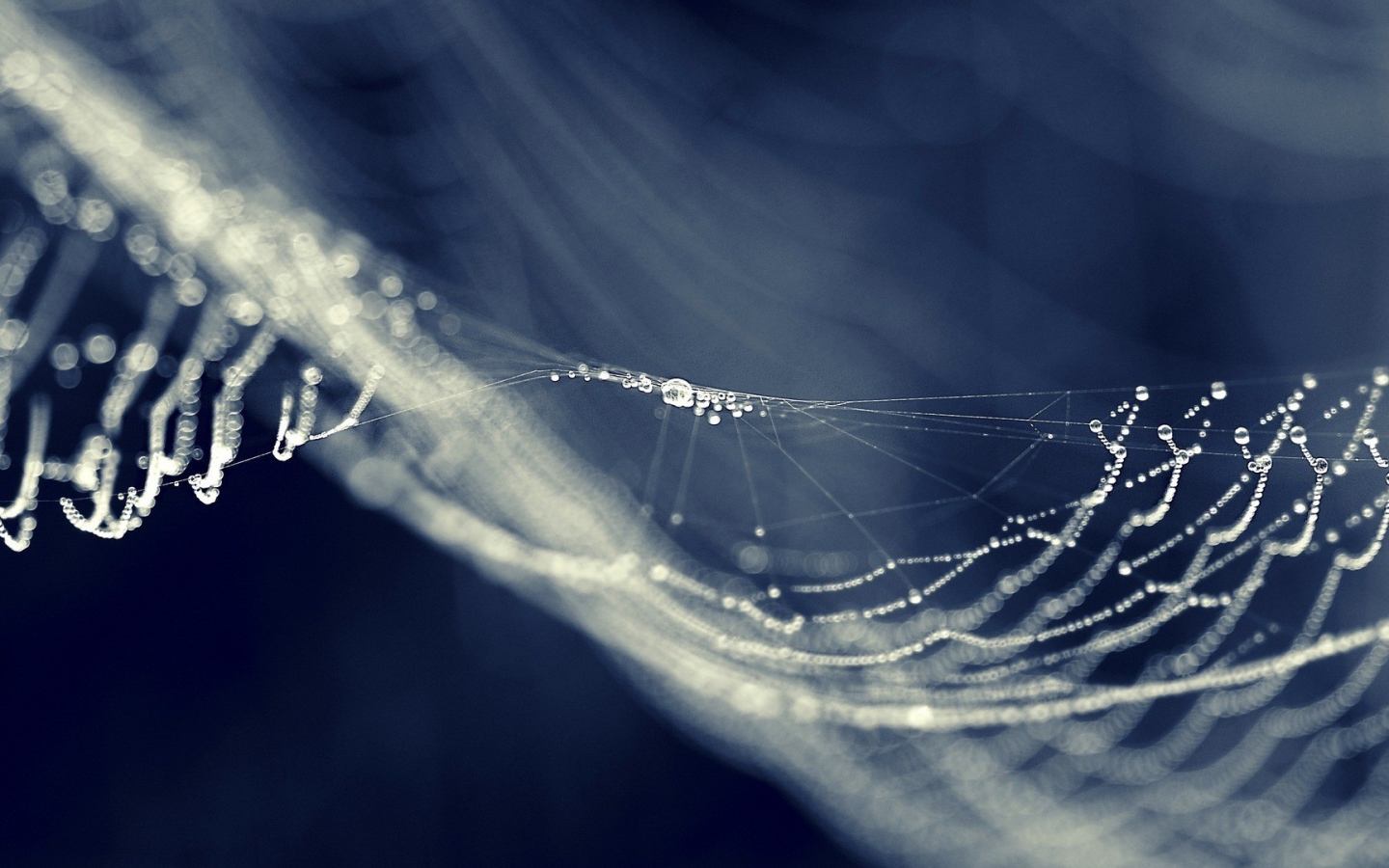 Паутина провисла от влаги