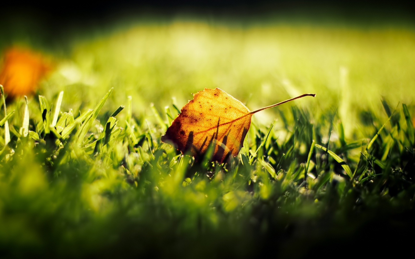 Желтый лист на зеленой траве