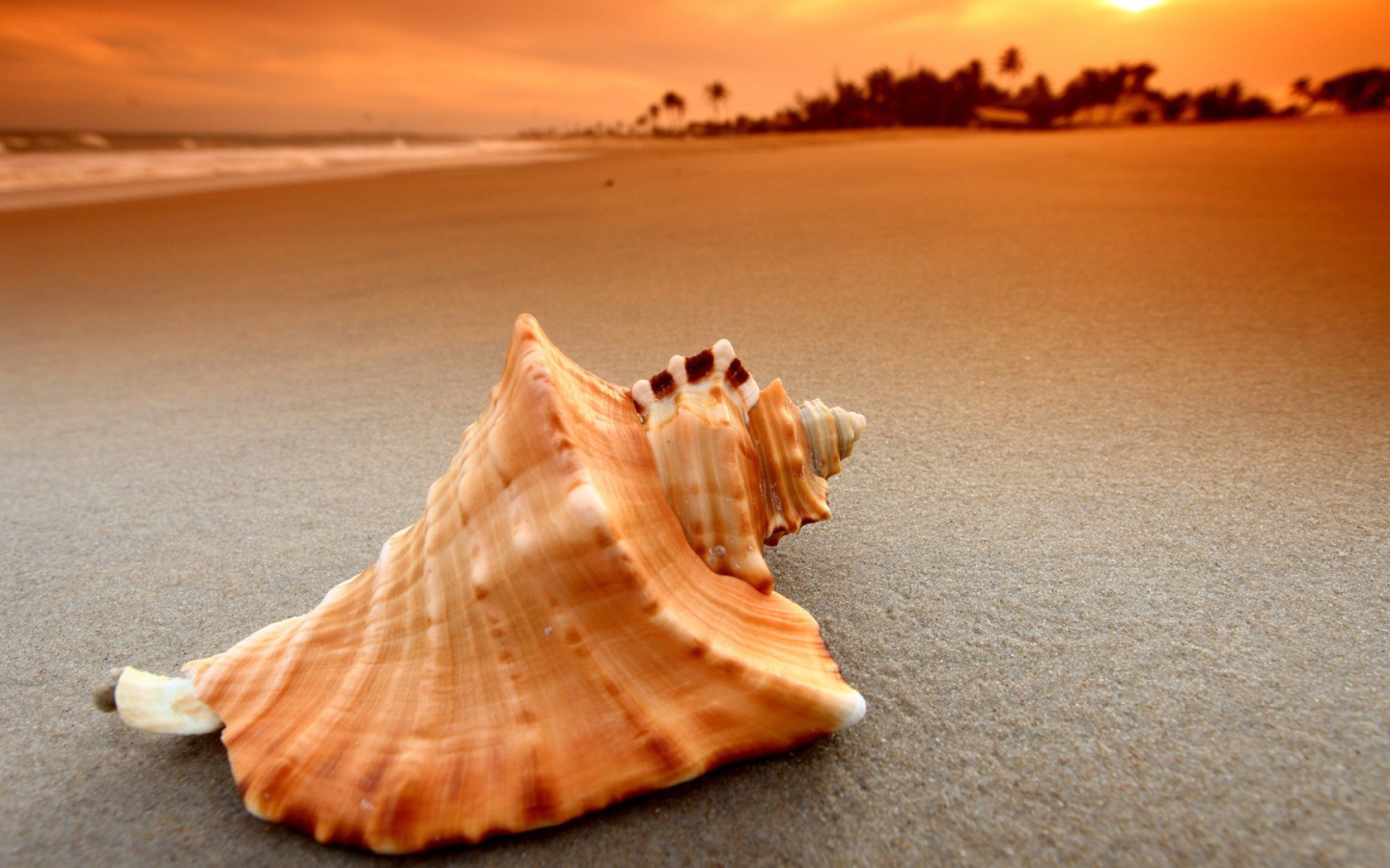 Пустая ракушка на песке пляжа