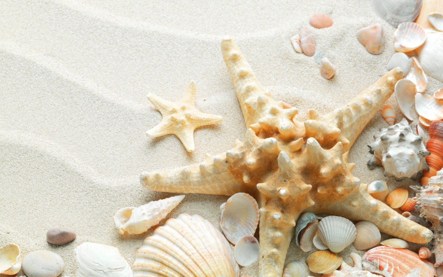 Окаменевшая звезда на пляже