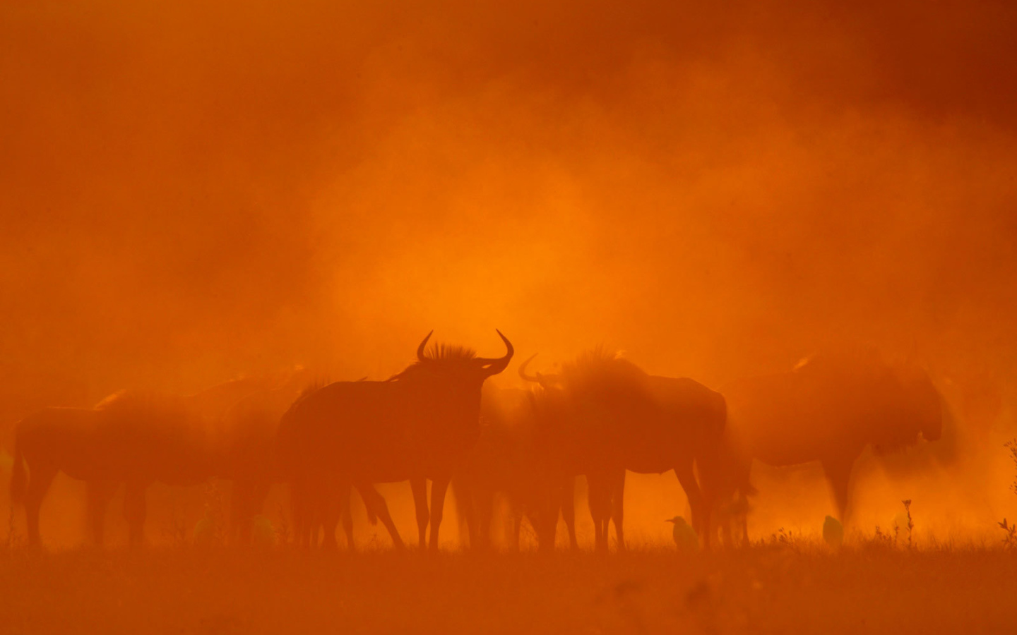 Песчаная буря в пустыне