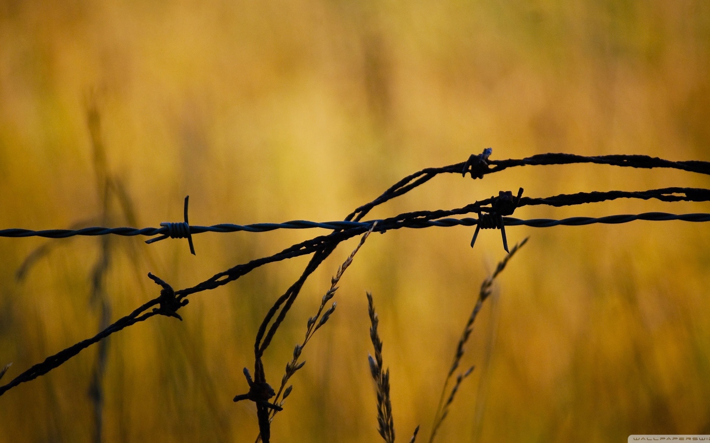 Колючая проволока в поле