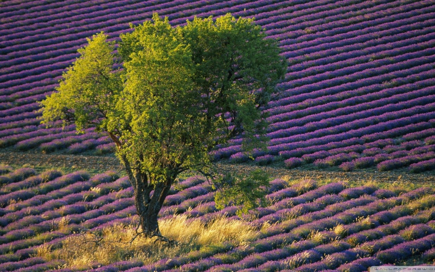 Зеленое дерево среди поля с лавандой