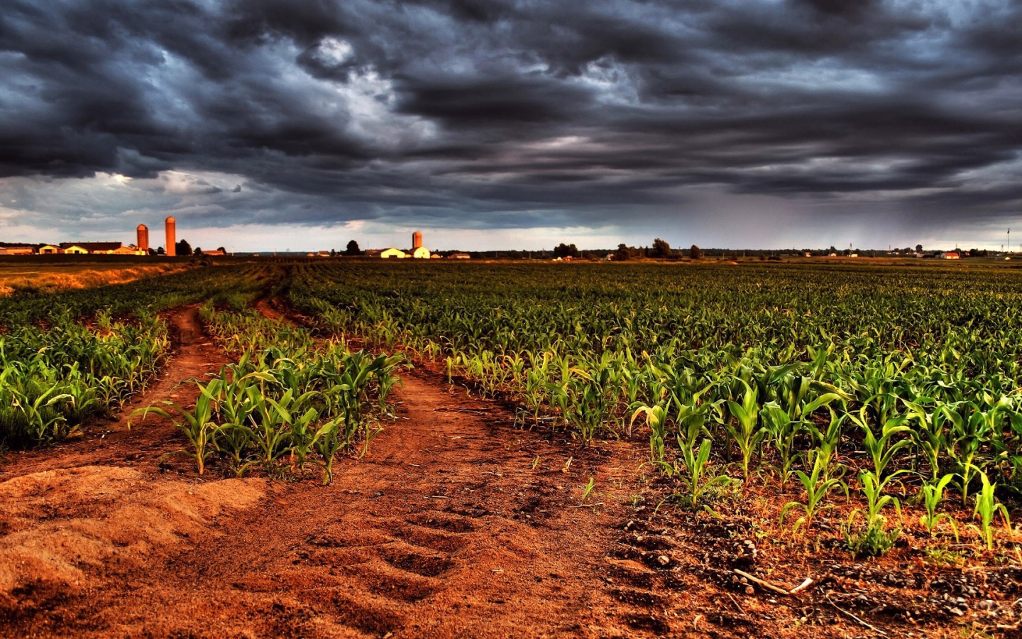 Молодая кукуруза на фермерском поле