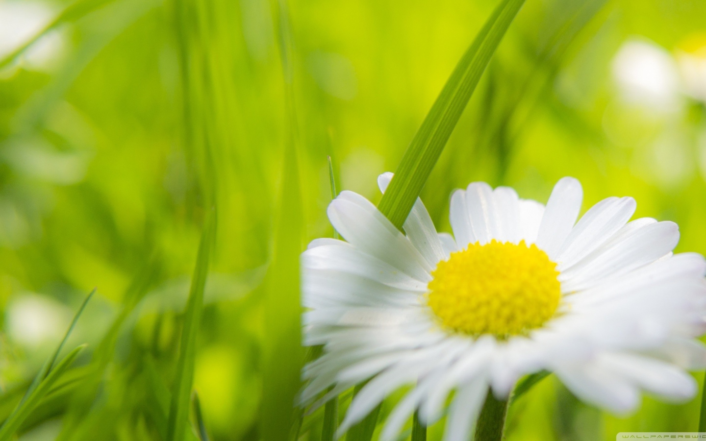 Травинка между лепестками ромашки