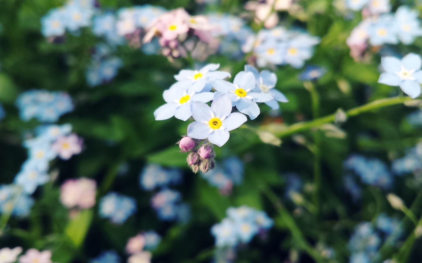 Красивые цветы незабудки