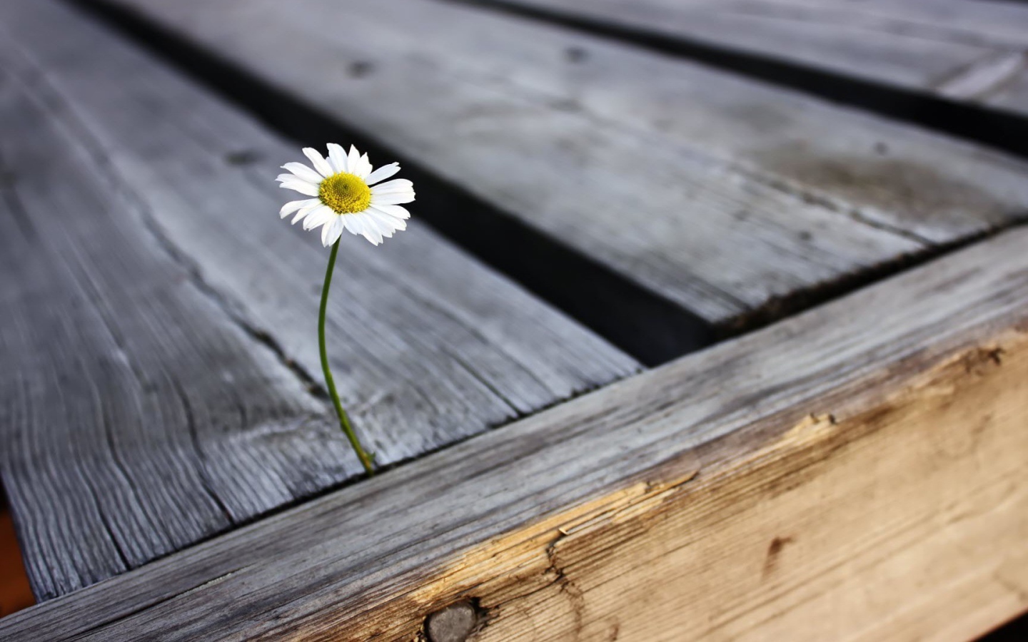 Ромашка проросла между досок
