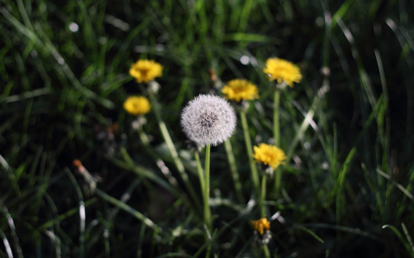 Одуванчики в поле