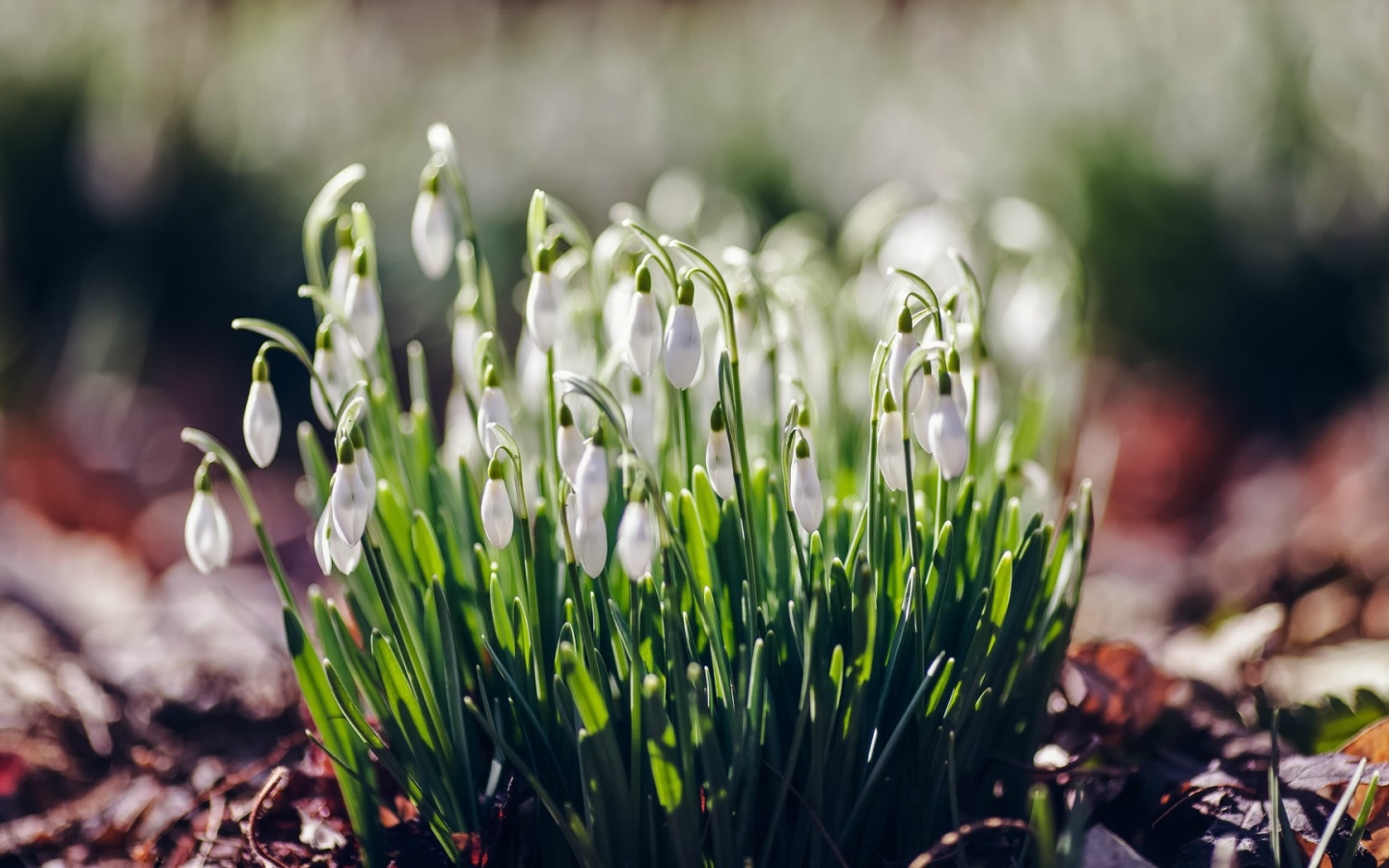 Нежные подснежники Галантус