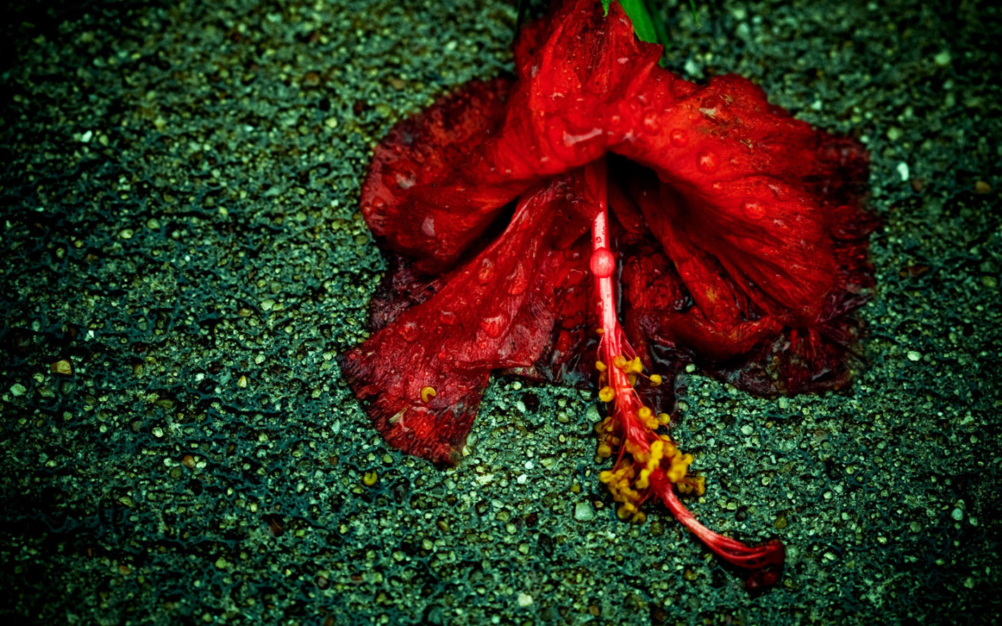 Увядающий цветок на асфальте