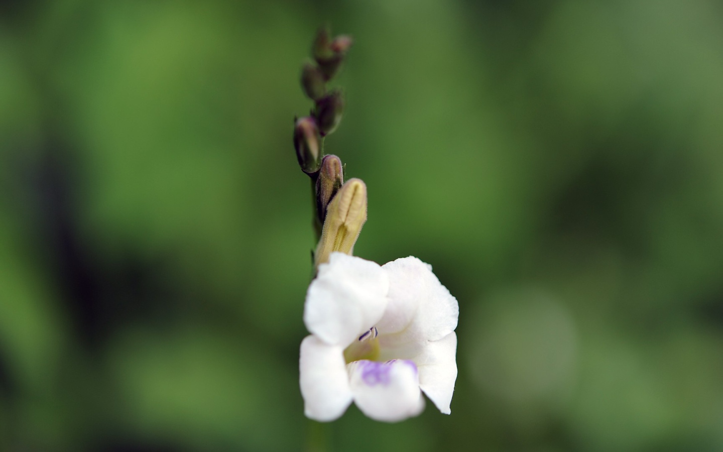 Цветок только что распустился