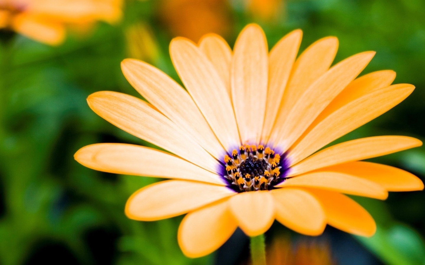 Оранжевый цветок распахнул бутон навстречу солнцу