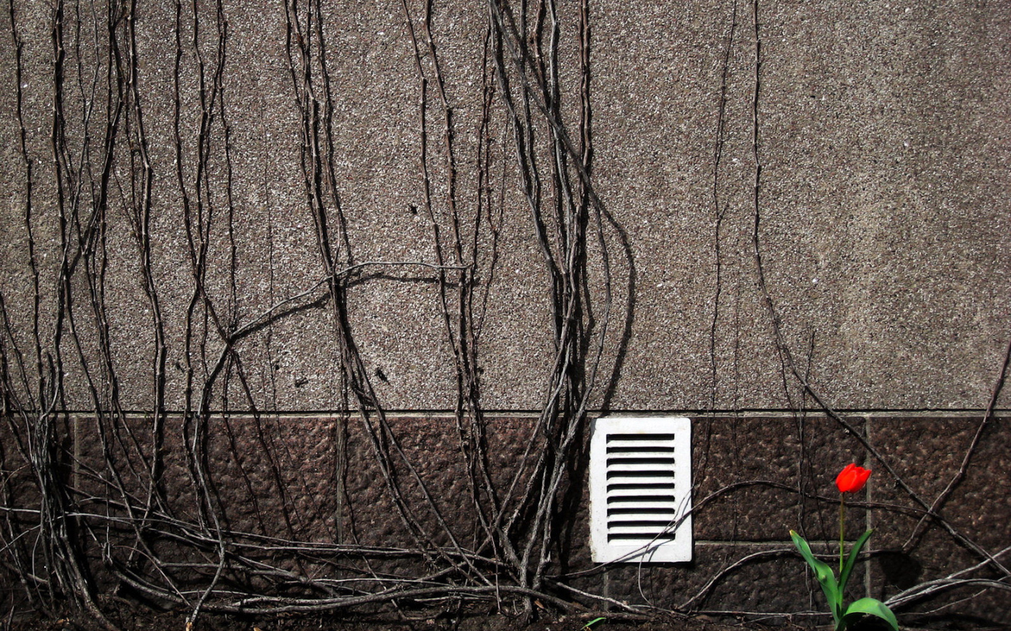 Весенний цветок тюльпан