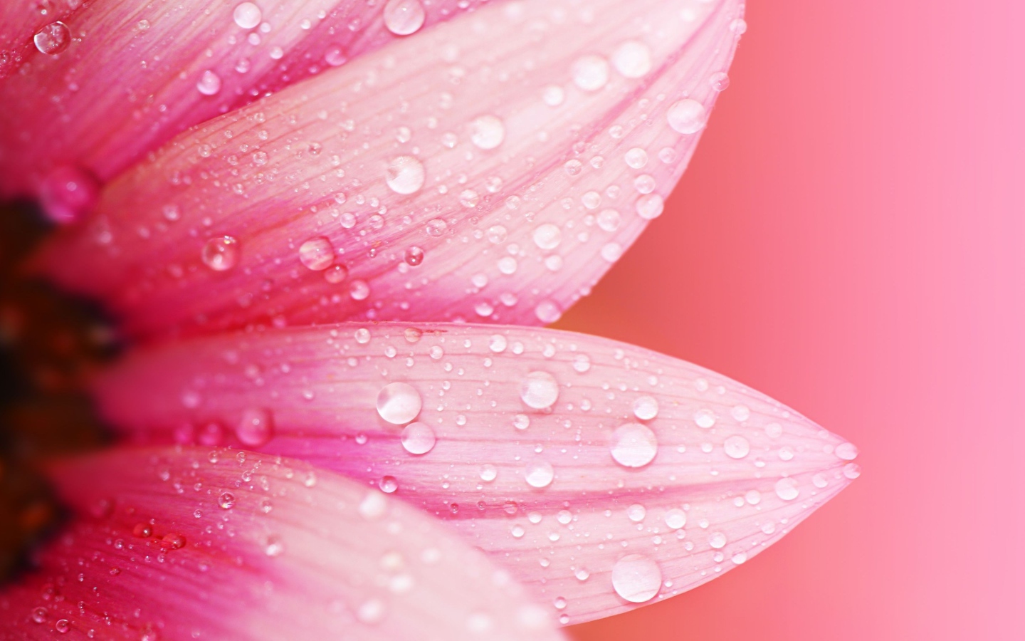 Влажные лепестки розового цветка