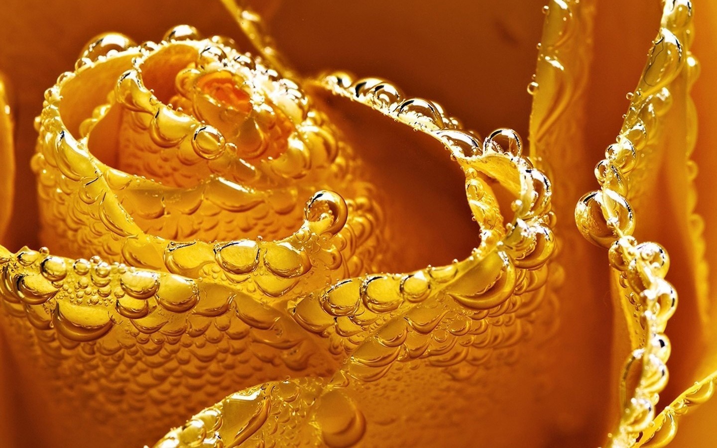 Мокрая желтая роза