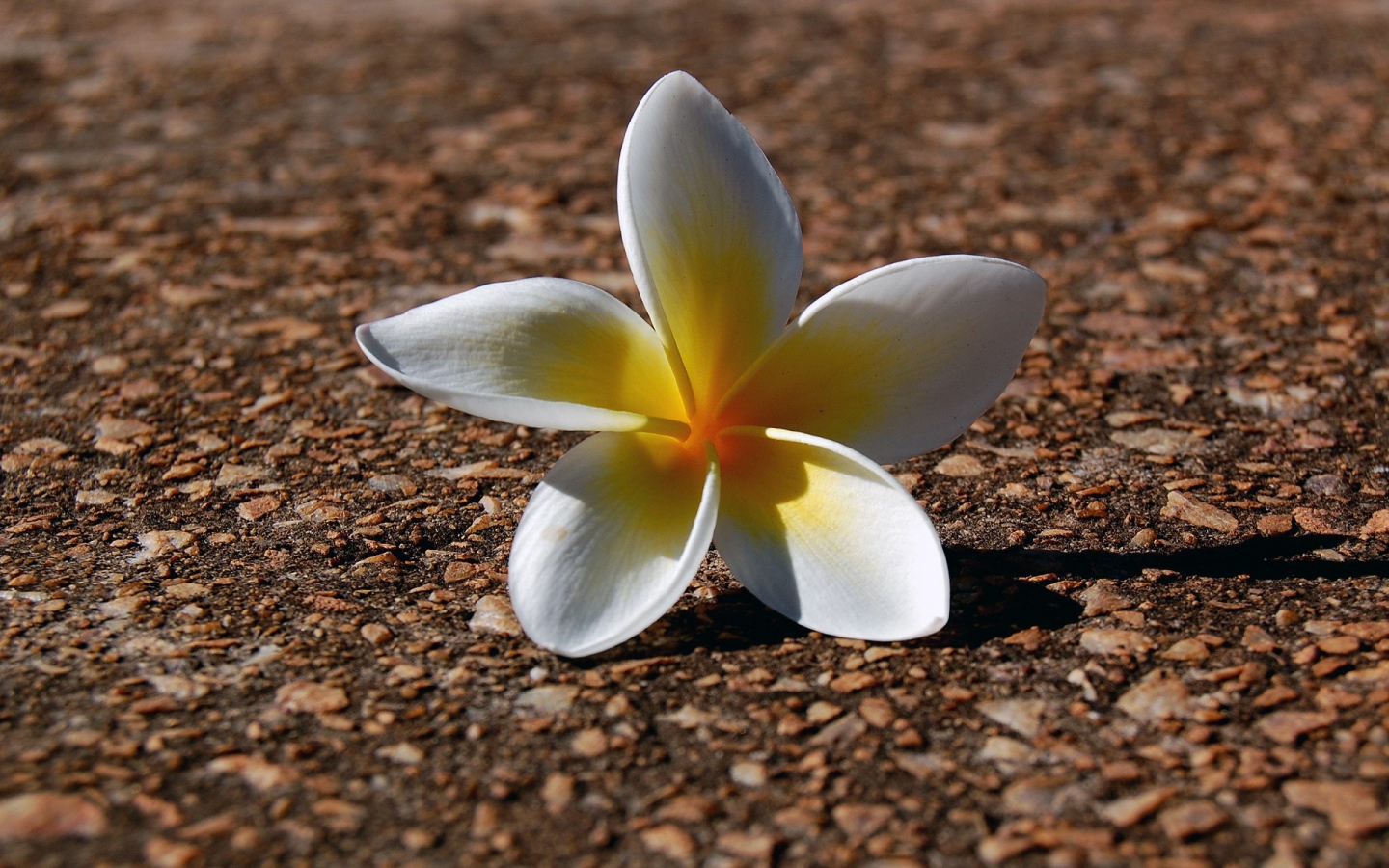 Белый цветок на гранитной плите