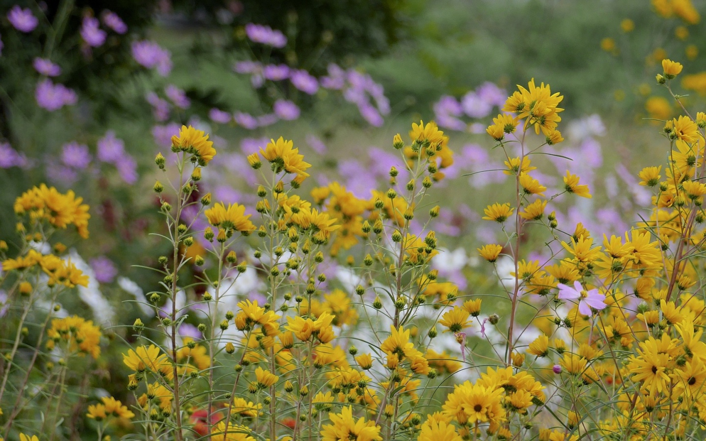 Желтые полевые ромашки летом